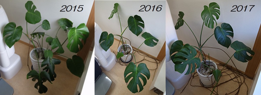 monstera123